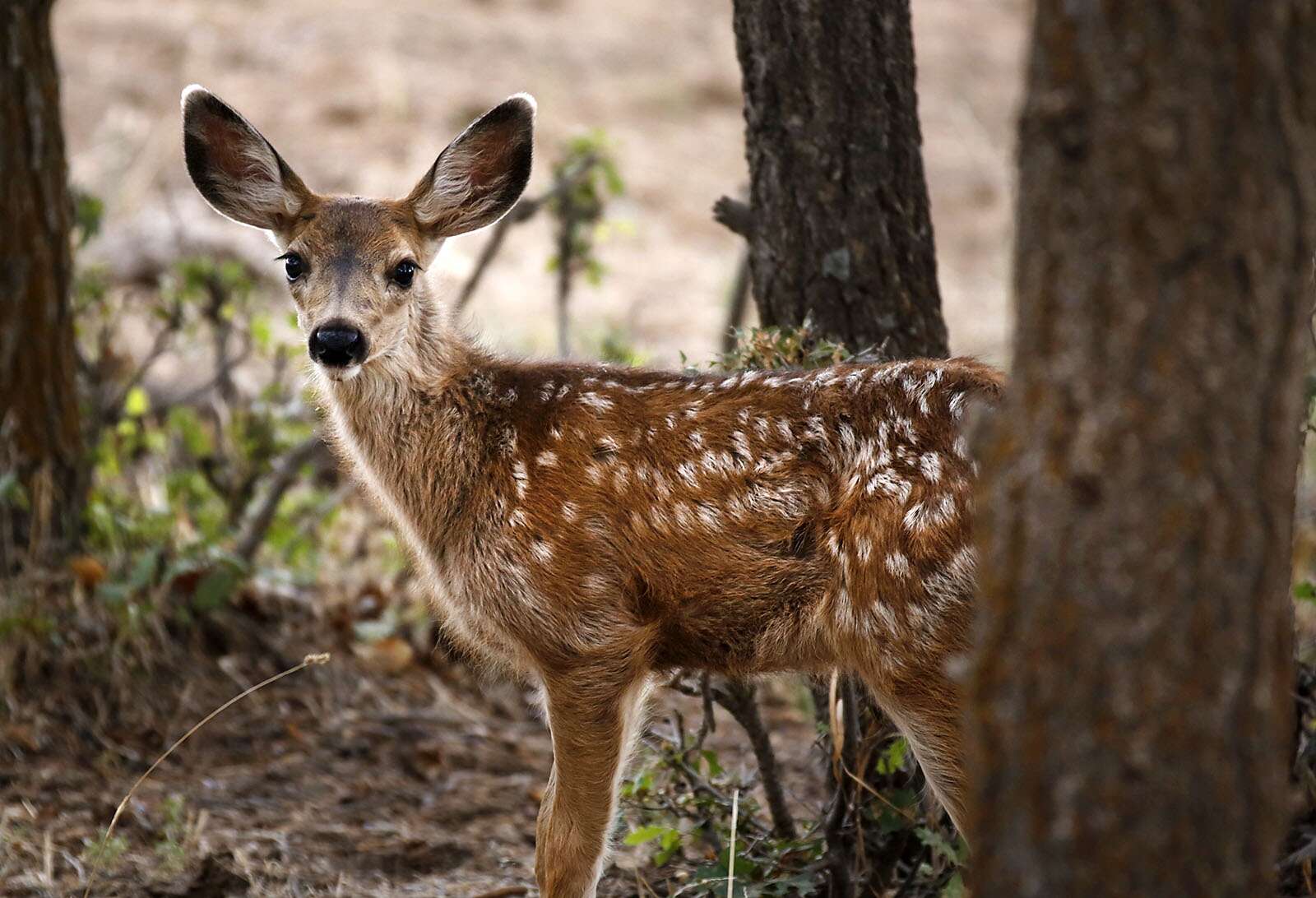 Young deer standing among trees in a forest setting.